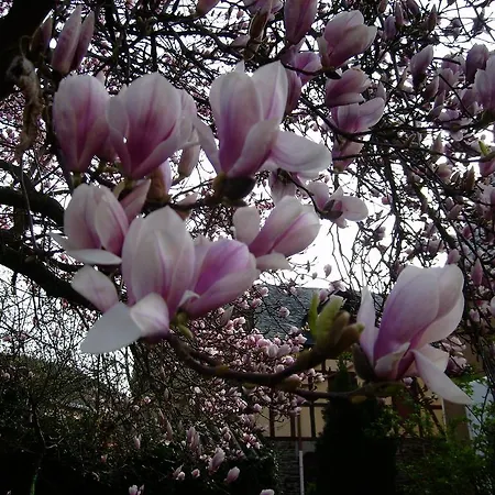 别墅 Moselvilla 恩克里克