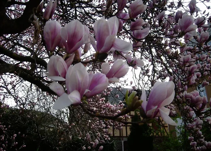 Villa Moselvilla Enkirch